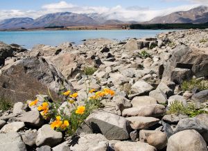 Across LakeTekapo