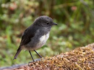 New Zealand Robin