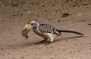 Southern Yellow-billed Hornbill