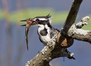 Pied Kingfisher