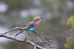 Lilac Breasted Roller