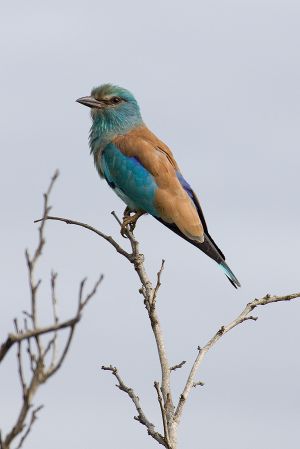 European Roller