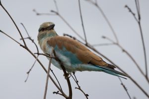 European Roller