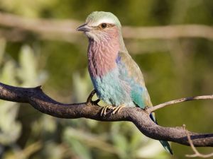 Lilac Breasted Roller