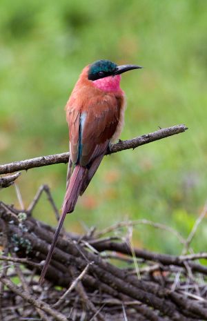 Carmine Bee Eater
