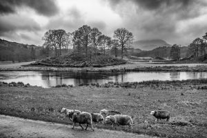 Sheep near the River Brathay