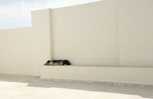 Let Sleeping Dogs 