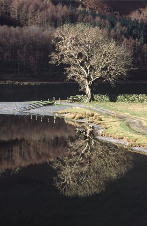 Mirrored Tree at Buttermere