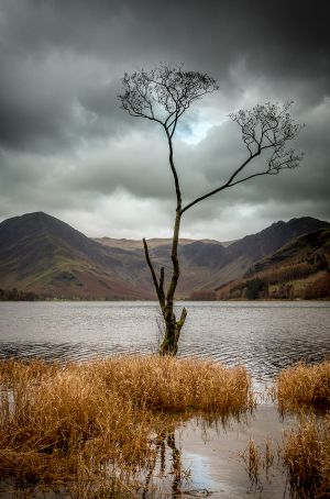 Isolated Tree - Buttermere